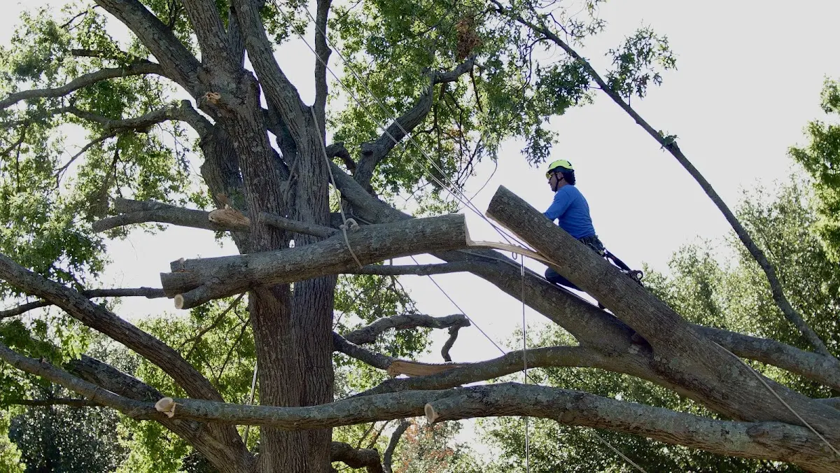 Professional Crown Thinning performed by certified arborists in Montrose