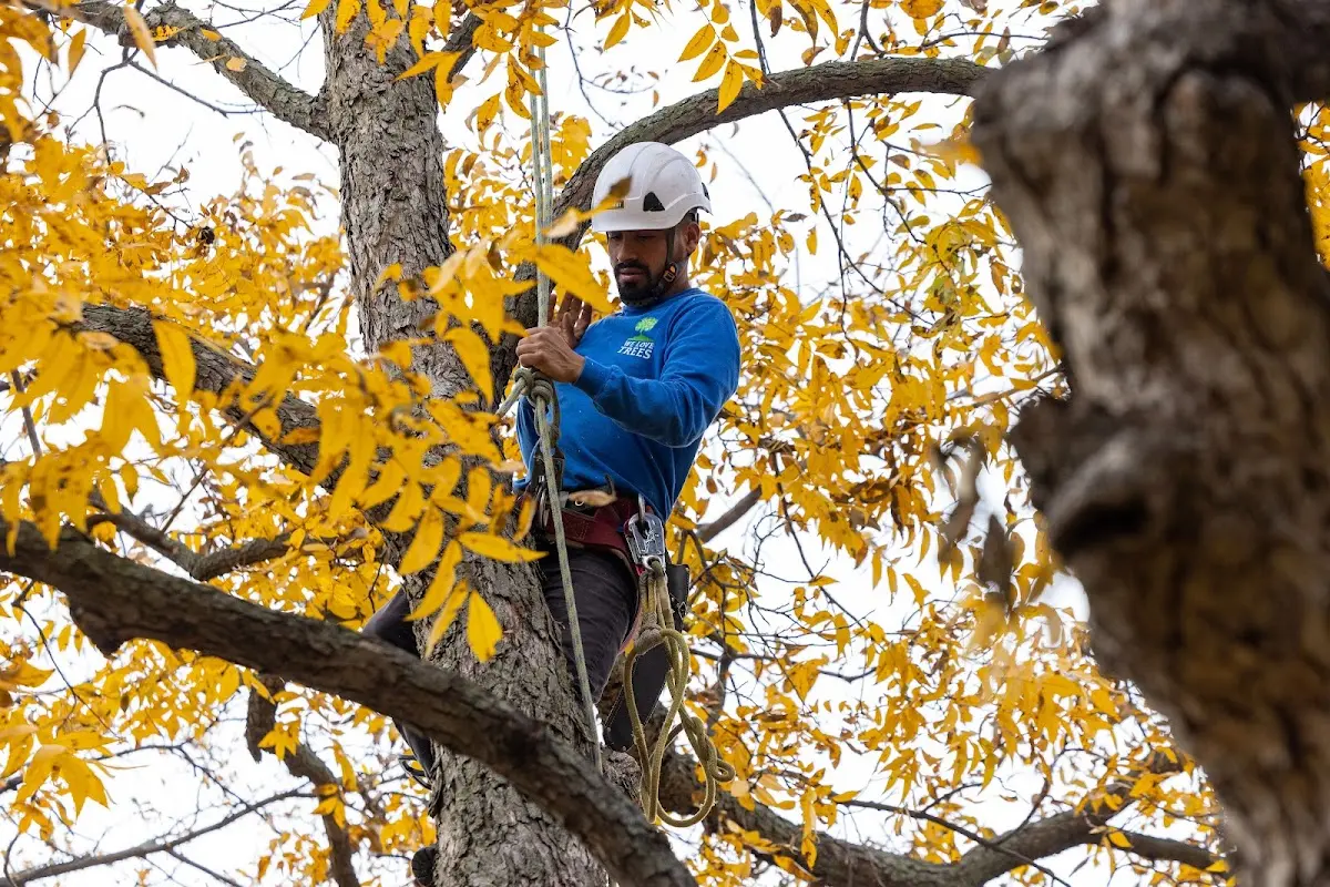 Skilled Storm Damage Cleanup crew working in Montrose